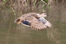 Manawatu Hunting and Fishing Duck Night