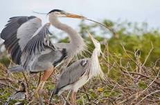 Unplug with Discovery Sessions: Herons at Home, Part 2