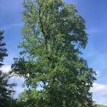 Tree Tour at Claymont Retreat Center