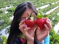 Live Earth Farm: U-Pick Strawberries