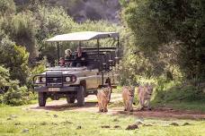 Little Brak River: Botlierskop Guided Game Drive