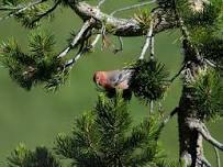 Sagebrush to Sandstone: Mindful Birding and Writing From the Senses — Nevada Humanities