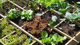 Vegetable Gardening in Raised Beds and Containers