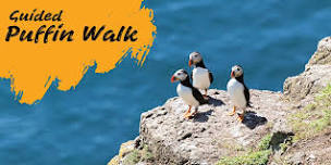 Guided Puffin Walk