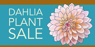 Dahlia Plant Sale