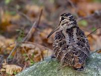 Woodcock Search and Sneak Up at Landis Aboretum