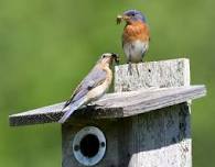 Science Lecture Series at Woodlawn: Downeast Audubon and The Bluebird Trail