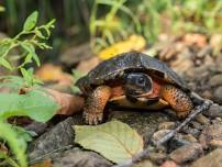 Remarkable Reptile Day