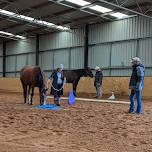 1 day horsemanship clinic