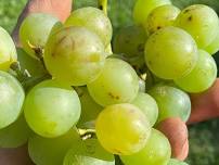 Hudson Valley Grapes