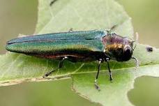 Safeguarding our trees from invasive beetles; Billings Parks and Rec to host educational event