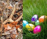 Easter Egg Hunt