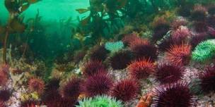 West Coast Ambassador Program: Marine Ecology