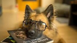 Paws for Reading