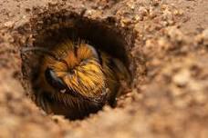 BEE Creative at Dunedin School of Art — Wild Dunedin