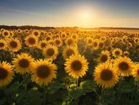 Sunflower Festival