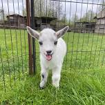 ALPACA WALKING EXPERIENCE - WITH PYGMY GOATS TOO!