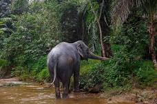 Full Day Tour in Khaolak Elephant Sanctuary: Ethical Conservation and Authentic Thai Cuisine