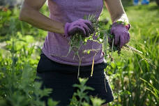 Weed ID and Management Workshop with Garden City Harvest