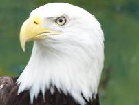 Armed Forces Day at the Zoo