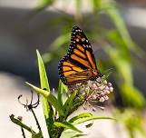 Marvelous Monarchs with Michelle Garrett