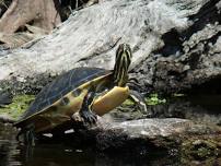 Guided Kayak Trip at Hillsborough River