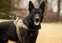 DCJS Security Canine Handler 04SE