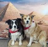 INTERGENERATIONAL: SRP Performer- Denise Gard and her Famous Border Collies