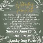 Herbal Foraging and Wildcrafting Walk