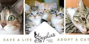 St. Sophia's Cat and Kitten Adoption Event