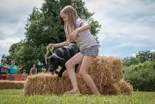 Fun Dog Show at Hoveton Hall Gardens