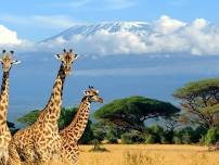 Serengeti Photo Safari! See the Great Migration 