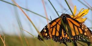 Save the Date: June 30th Pollinators Panel in California Museum