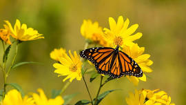 Spring Butterfly Bonanza