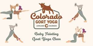 Baby Fainting Goat Yoga,