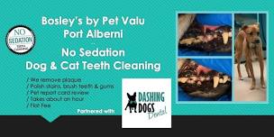 Dog & Cat Teeth Cleaning - Port Alberni