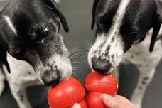 $2 Peanut Butter Kongs!