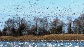 Wings Over Water Encore - Birding Session