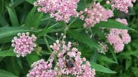 Amanda's Native Garden Wildflower Celebration