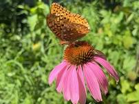 Planting Pollinator Garden at Victor-Farmington Library