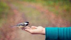 Animal Encounters with the New Canaan Nature Center