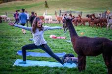 Yoga with Alpacas