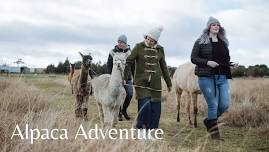 Alpaca Adventure