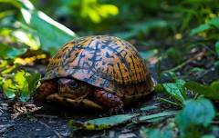 Trail Animals: Habitat Haven Trail with Turtles