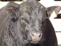 Hawke's Bay Angus Bull Walk