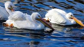 Reelfoot Lake Pelican Festival - Tiptonville, TN — greatriverroad.com