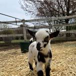 Farm Goat Yoga