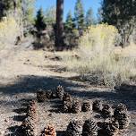 The Sure Heart’s Release: Teachings and practice in the style of Mahasi Sayadaw (by Big Bear Retreat Center)