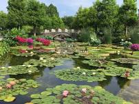 Water Lily Exhibition