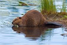 Little Naturalist: Summer Storytime Series